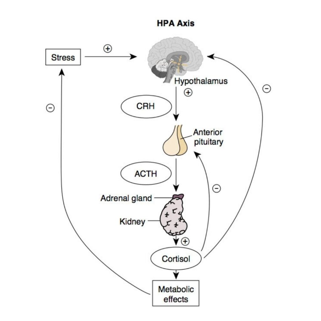 hpa axis and cortisol